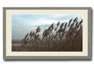 Kirmeo Beach Grass Photo