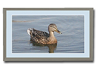 Kirmeo Duck Photo
