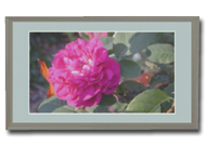 Kirmeo Pink Flower Photo