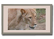 Kirmeo Lioness Photo
