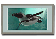 Kirmeo Penguin Photo