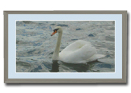 Kirmeo Swan Photo