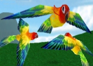 Sun Conure Bike
